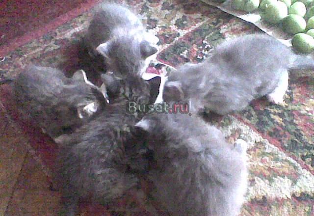 Отдам в хорошие руки котят Санкт-Петербург