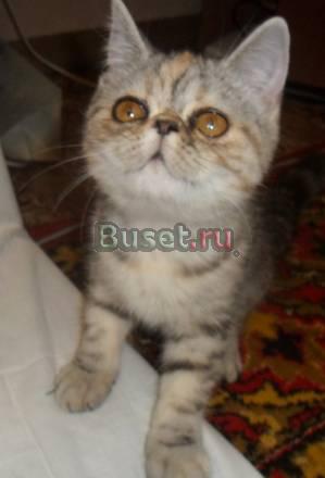 Кошечка Экзотической породы Нижний Новгород
