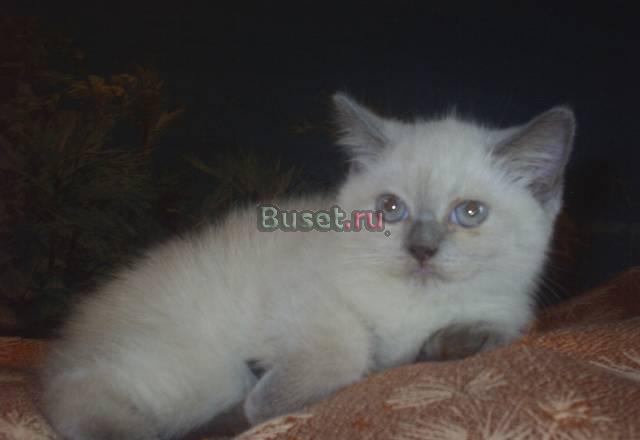 Британские котята Воронеж