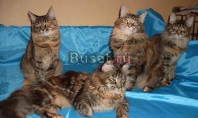 Котята мейн кун Москва