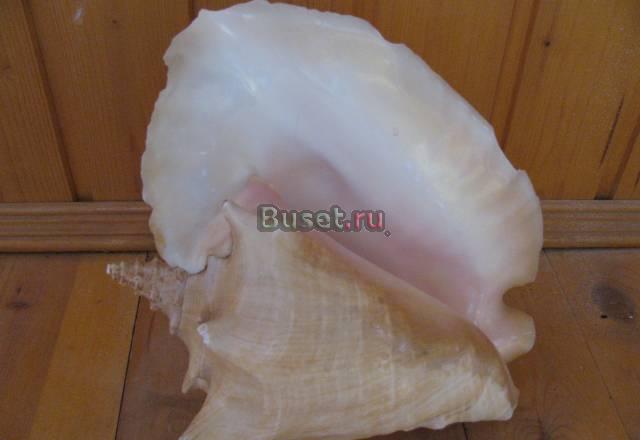 Раковина Москва