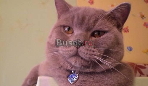 Котята  "Кот скоттиш страйт, вязка" Санкт-Петербург