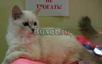 Невская маскарадная кошечка Москва