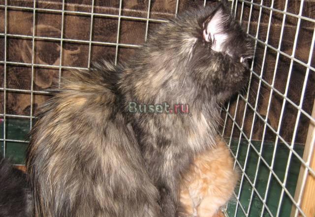 Отдаем персидскую кошку 3 года Санкт-Петербург
