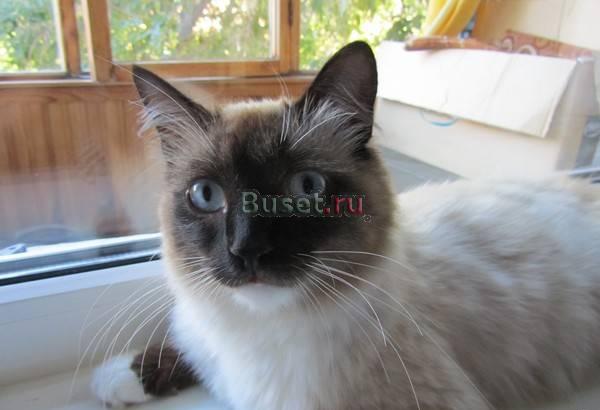 Отдам кота в хорошие руки Омск