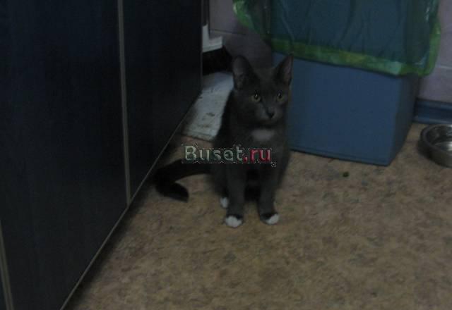 Отдам в хорошие руки за пакет кефира Челябинск