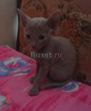 Котята Корниш Рекс Санкт-Петербург