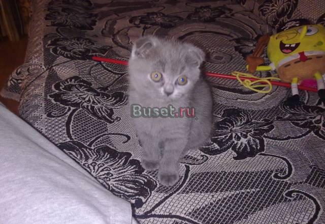 Шотландская вислоухая кошка Москва