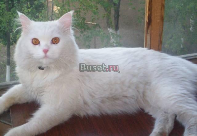 Кошки Набережные Челны