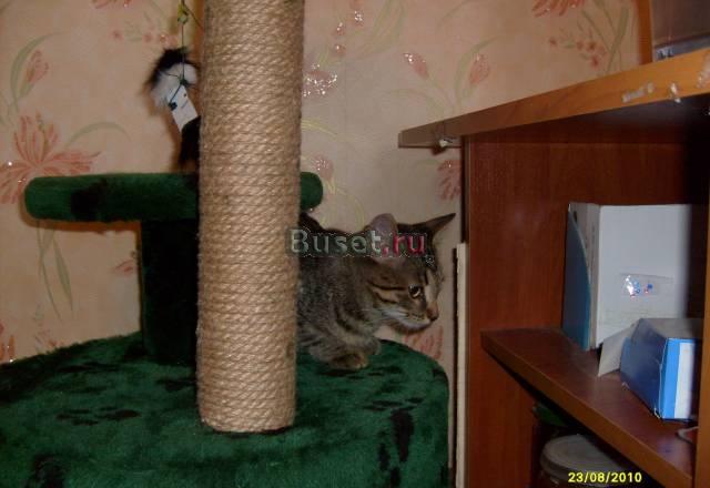Отдам котенка в хорошие руки Санкт-Петербург