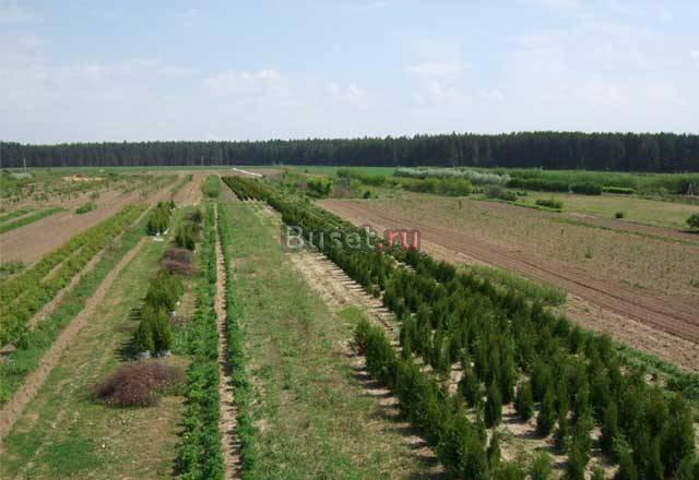 Саженцы из Киржачского питомника, Озеленение Киржач