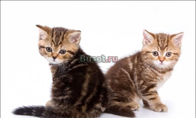 Британские мраморные котята для Вас Москва