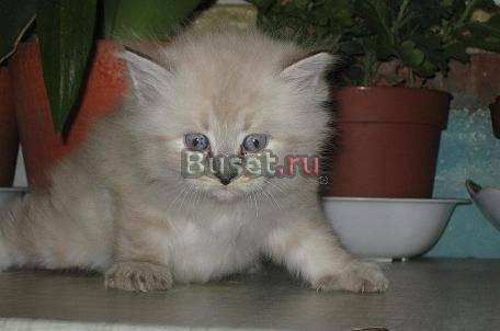 Шикарный экзотический котенок , девочка , 1 мес Москва