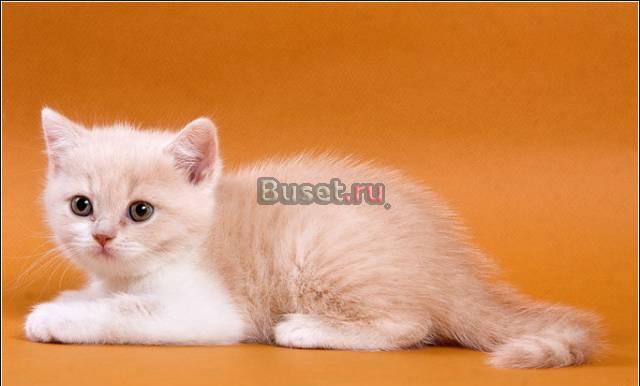 Британские котята для Вас Москва