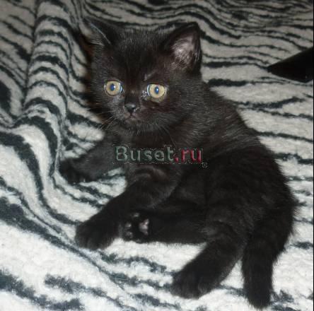 Британские котята из питомника shulay star Москва