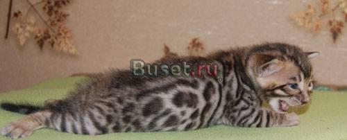 Бенгальские котята Химки