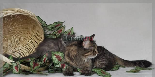 Сибирский котенок - голубокремовая клубная девочка Москва