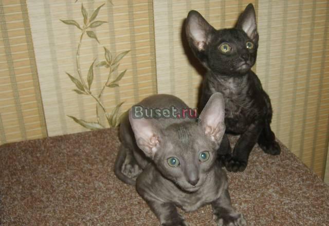 Продаются котята породы Корниш-рекс Москва