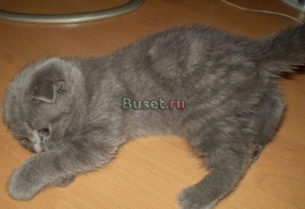 Котенок Scottish fold Санкт-Петербург