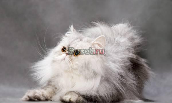 Котята на продажу Санкт-Петербург