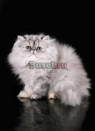 Персидская кошечка Санкт-Петербург