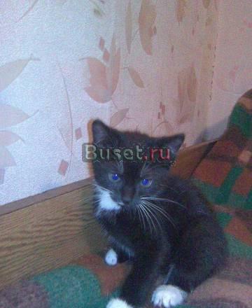 Котёнок 1 мес Москва