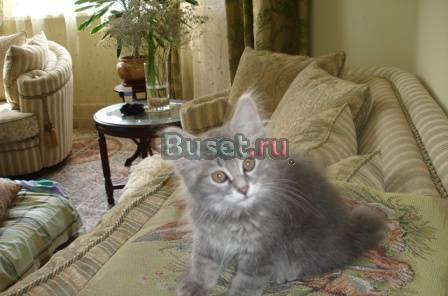 Котята курильского бобтейла Подольск