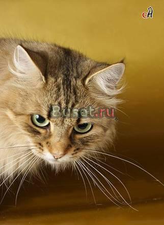 Сибирские котята, клубные Санкт-Петербург