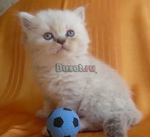 Длинношерстный шотландский котик Санкт-Петербург