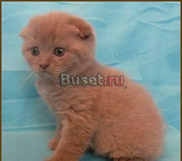 Лиловая кошечка с идеальными ушками Санкт-Петербург