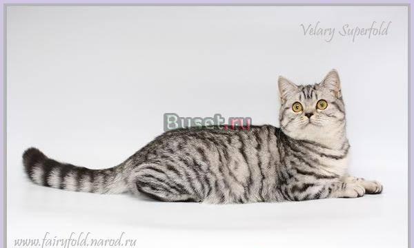 В Добрые руки - Скоттиш страйты Москва