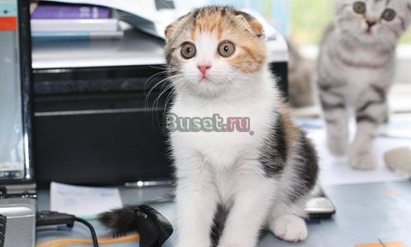 Шотландские вислоухие кошки Топ шоу класса Москва