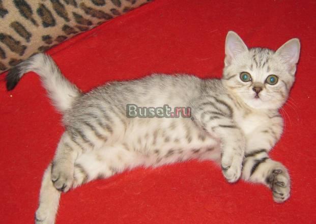Серебристая шотландочка окрас "вискас" Москва
