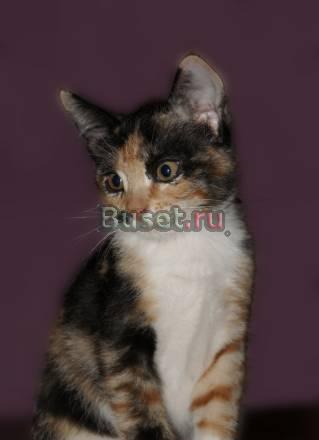 Котёнок девочка Санкт-Петербург