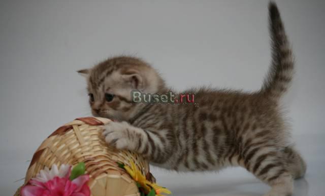 Клубные британские котятки Санкт-Петербург