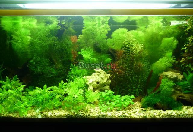 Аквариум - лучший подарок Саратов