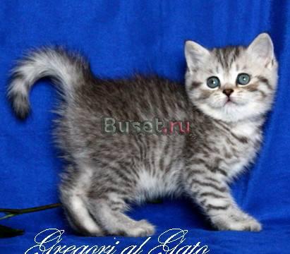 Британские плюшевые котята "Вискас" Шоу-класс Москва