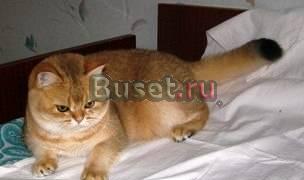 Золотые и серебристые окрасы Тюмень