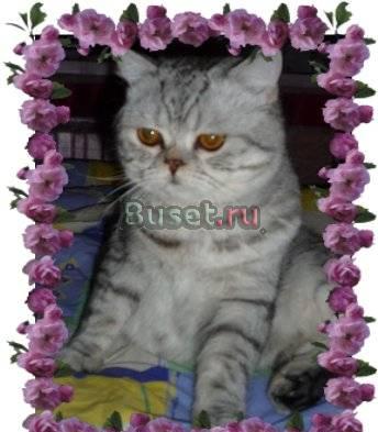 Шотландский страйт котик Санкт-Петербург