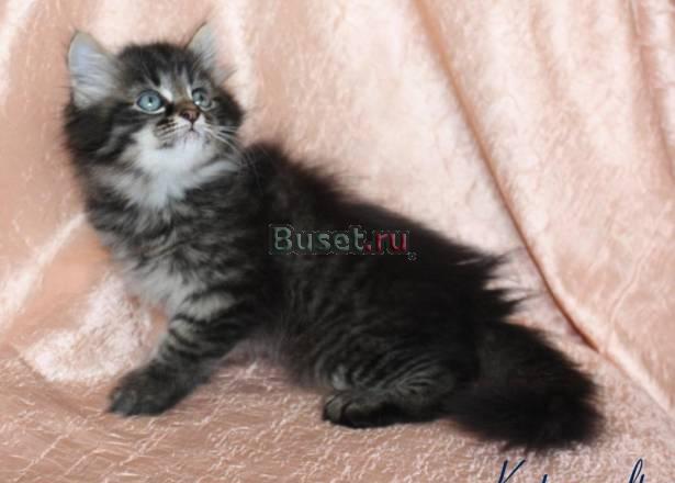 Сибирские котята Тюмень