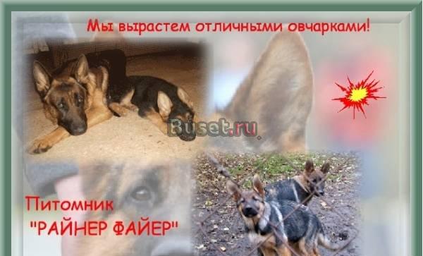 Щенки немецкой овчарки Екатеринбург