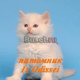 Невские маскарадные котята ред-пойнт Москва