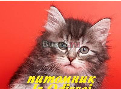 Сибирские котята разных окрасов Москва