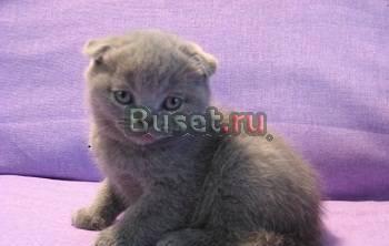 Продаются шотландские-вислоухие котята, (есть пр Москва