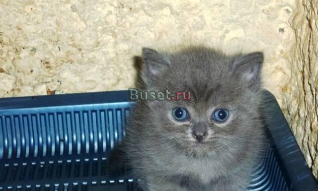 Шотландские и британские малыши Москва