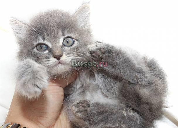 Котенок девочка 1,5 месяца Москва