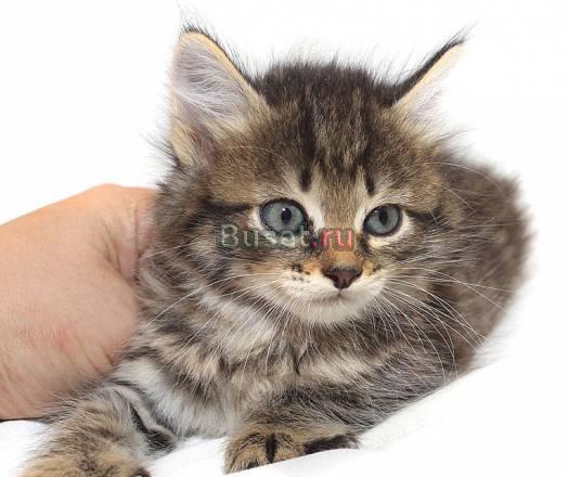 Котенок мальчик 1,5 месяца Москва