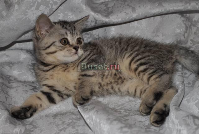Шотландские прямоухие и вислоухие котята, 2мес Москва