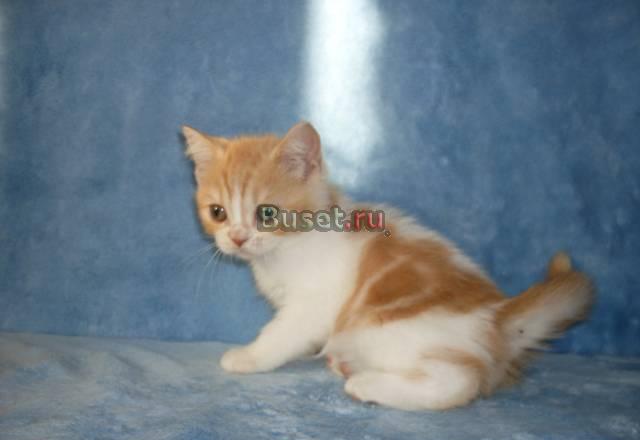 Скоттиш-страйт котенок Санкт-Петербург