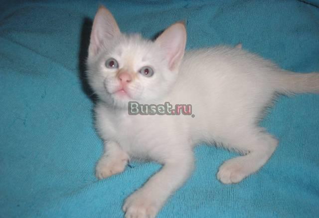 Тайский котик,(старосиамский)  не дорого Москва